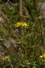 Senecio vernalis