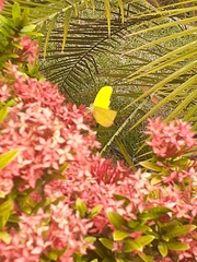 Phoebis philea