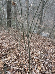Euonymus americanus