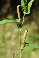 Aristolochia lutea