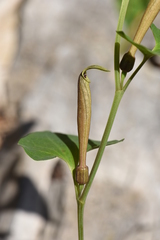 Aristolochia lutea