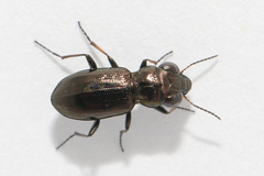 Notiophilus palustris