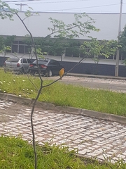 Sicalis flaveola brasiliensis