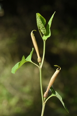 Aristolochia lutea