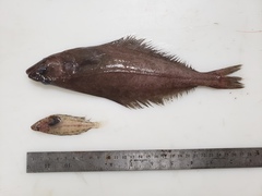 Reinhardtius hippoglossoides