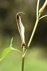 Aristolochia lutea