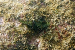 Elysia grandifolia
