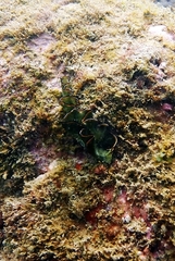 Elysia grandifolia