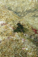 Elysia grandifolia