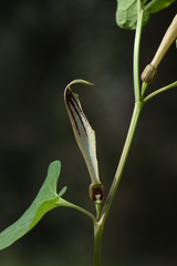 Aristolochia lutea