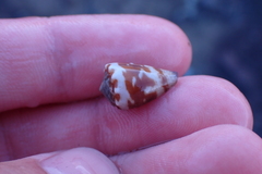 Conus nux