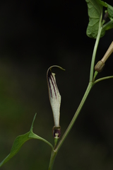 Aristolochia lutea