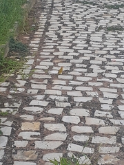 Sicalis flaveola brasiliensis