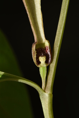 Aristolochia lutea