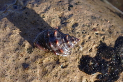 Stramonita biserialis