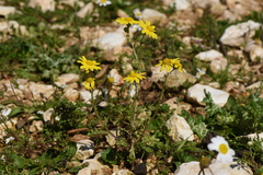 Senecio vernalis