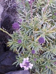 Erysimum scoparium