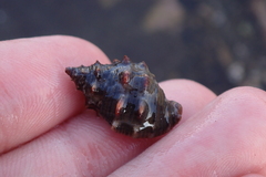 Stramonita biserialis