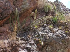 Corryocactus erectus