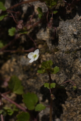Veronica cymbalaria
