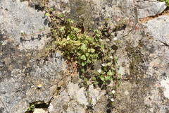 Veronica cymbalaria