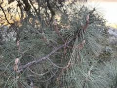 Pinus canariensis