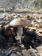 Amanita velosa