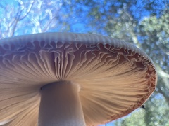 Amanita velosa