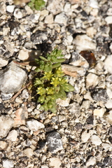 Sedum litoreum