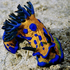 Tambja verconis