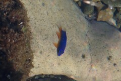 Stegastes flavilatus