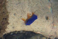 Stegastes flavilatus