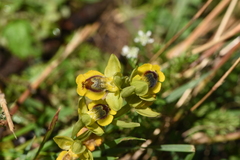Ophrys lutea