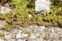 Phedimus stellatus