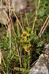 Ophrys lutea