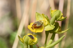 Ophrys lutea