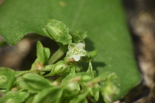Climbing Buckwheat (Fallopia cristata)
