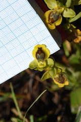 Ophrys lutea