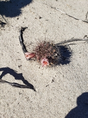 Mammillaria hutchisoniana