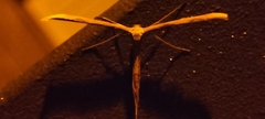 Pterophorinae