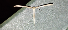 Pterophorinae