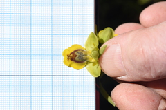 Ophrys lutea