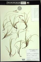 Carex richardsonii
