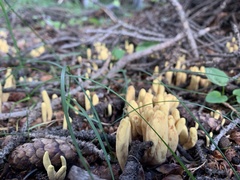 Clavariadelphus ligula