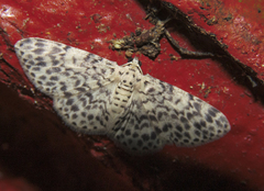 Hymenomima umbelularia
