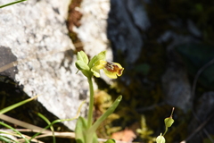 Ophrys sicula