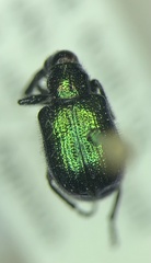 Haplorhynchites eximius