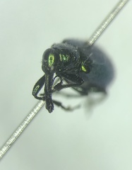 Haplorhynchites eximius