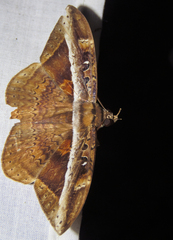 Hemeroblemma opigena