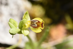 Ophrys sicula